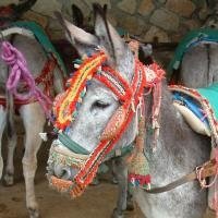 Ezels in Spanje The Donkey Sanctuary